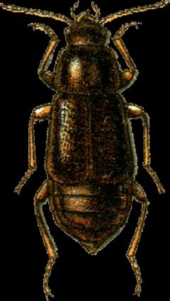 Olophrum rotundicolle Jacobson by Georgiy Jacobson. Used under a Public domain license.