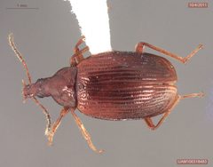 Tanyrhinus singularis by Identified by Derek S. Sikes
Collector Jill Stockbridge, B. Wong

No photographer/preparator name given. Used under a CC0 license.