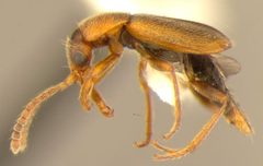 Xenicopoda helenae by Santa Barbara Museum of Natural History Entomology Collection (SBMNH-SBMNHENT). Used under a CC0 license.