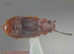 Acruliopsis tumidula by Identifier: Margaret Thayer
Collector: Jill Stockbridge, S. Meierotto, I. MacDougall
Preparator: Sarah L. Meierotto

no photographer name given. Used under a CC BY 3.0 license.