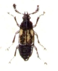 Omalium.rivulare.-.calwer.12.30 by Emil Hochdanz
. Used under a Public domain license.