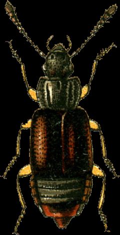 Omalium rivulare Jacobson by Georgiy Jacobson. Used under a Public domain license.