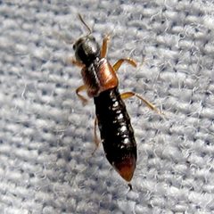Bledius semiferrugineus by Jacy Lucier. Used under a CC BY-SA 4.0 license.