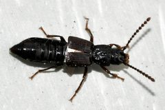 Coprophilus-striatulus-01-fws by Francisco Welter-Schultes. Used under a CC0 license.