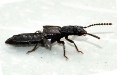 Coprophilus-striatulus-04-fws by Francisco Welter-Schultes. Used under a CC0 license.