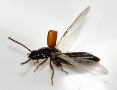 Coprophilus-striatulus-08-fws by Francisco Welter-Schultes. Used under a CC0 license.