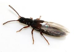 Coprophilus-striatulus-09-fws by Francisco Welter-Schultes. Used under a CC0 license.