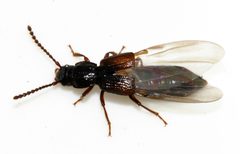 Coprophilus-striatulus-10-fws by Francisco Welter-Schultes. Used under a CC0 license.