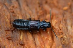 Coprophilus striatulus 264817986 by ruebezahl. Used under a CC0 license.