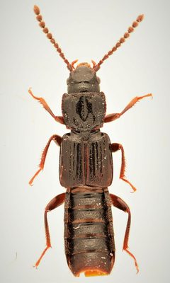 Coprophilus striatulus 278471733 by Nick Bédard. Used under a CC0 license.