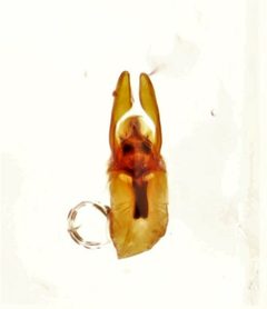Coprophilus striatulus 278471746 by Nick Bédard. Used under a CC0 license.