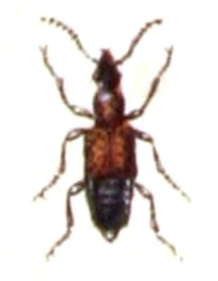 Deleaster.dichrous.-.calwer.12.26 by Emil Hochdanz
. Used under a Public domain license.