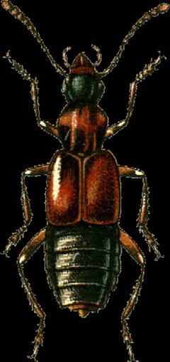 Deleaster dichrous Jacobson by Georgiy Jacobson. Used under a Public domain license.