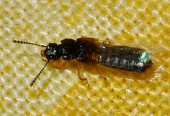 Anotylus-rugosus-04-fws by Francisco Welter-Schultes. Used under a CC0 license.