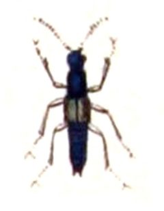 Lathrobium.fulvipenne.-.calwer.12.10 by Emil Hochdanz
. Used under a Public domain license.