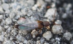 2019 04 01 Lithocharis nigriceps1 by Slimguy. Used under a CC BY 4.0 license.