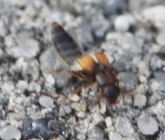 2019 04 01 Lithocharis nigriceps1b by Slimguy. Used under a CC BY 4.0 license.
