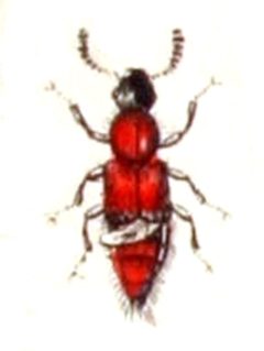 Lithocharis.ochracea.-.calwer.12.11 by Emil Hochdanz
. Used under a Public domain license.