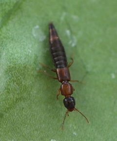 2021 07 11 Sunius melanocephalus 1a by Slimguy. Used under a CC BY 4.0 license.