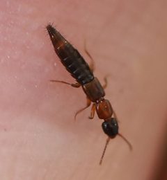 2021 07 11 Sunius melanocephalus 1b by Slimguy. Used under a CC BY 4.0 license.