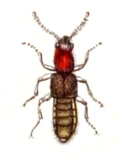 Sunius.melanocephalus.-.calwer.12.12 by Emil Hochdanz
. Used under a Public domain license.