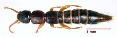 Sunius rufipes dorsal by Spongymesophyll. Used under a CC BY-SA 3.0 license.
