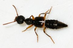 Rugilus-orbiculatus-01-fws by Francisco Welter-Schultes. Used under a CC0 license.