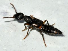 Rugilus-orbiculatus-02-fws by Francisco Welter-Schultes. Used under a CC0 license.