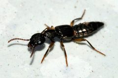 Rugilus-orbiculatus-03-fws by Francisco Welter-Schultes. Used under a CC0 license.