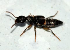 Rugilus-orbiculatus-04-fws by Francisco Welter-Schultes. Used under a CC0 license.