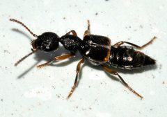 Rugilus-orbiculatus-05-fws by Francisco Welter-Schultes. Used under a CC0 license.