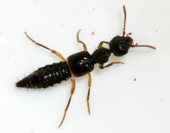 Rugilus-orbiculatus-06-fws by Francisco Welter-Schultes. Used under a CC0 license.