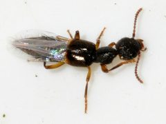 Rugilus-orbiculatus-07-fws by Francisco Welter-Schultes. Used under a CC0 license.