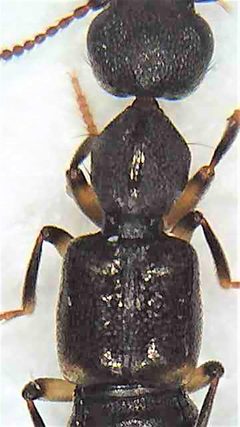 Rugilus orbiculatus 128767439 by Stephen Thorpe. Used under a CC BY 4.0 license.
