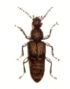 Rugilus.rufipes.-.calwer.12.13 by Emil Hochdanz
. Used under a Public domain license.
