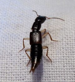 Homaeotarsus cinctus by Jacy Lucier. Used under a CC BY-SA 4.0 license.