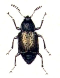 Proteinus.brachypterus.-.calwer.13.04 by Emil Hochdanz
. Used under a Public domain license.