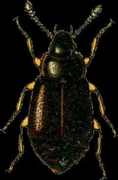 Proteinus brachypterus Jacobson by Georgiy Jacobson. Used under a Public domain license.