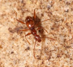 Texamaurops reddelli - Stovepipe Cave by Piershendrie. Used under a CC BY-SA 4.0 license.