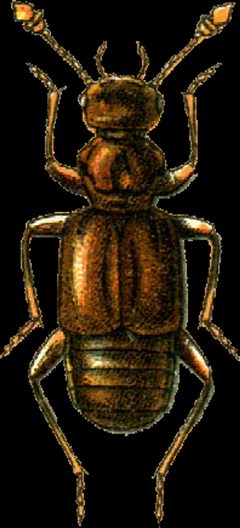 Euplectes karsteni Jacobson by Georgiy Jacobson. Used under a Public domain license.
