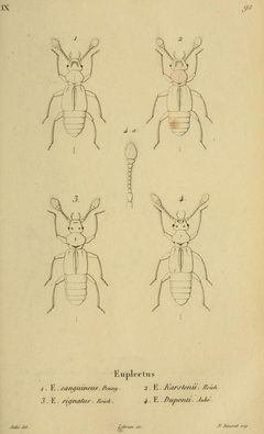 Euplectus duponti by Charles Nicolas Aubé (1802-1869). Used under a Public domain license.