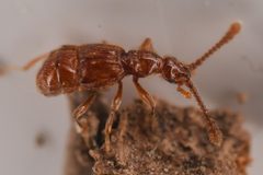 Morius occidens 254410332 by Chloe and Trevor Van Loon. Used under a CC BY 4.0 license.