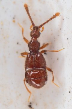 Morius occidens 255078026 by Chloe and Trevor Van Loon. Used under a CC BY 4.0 license.
