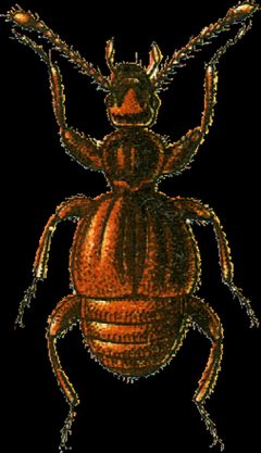 Trichonyx sulcicollis Jacobson by Georgiy Jacobson. Used under a Public domain license.