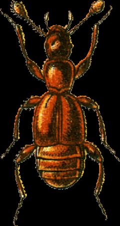 Trimium brevicorne Jacobson by Georgiy Jacobson. Used under a Public domain license.