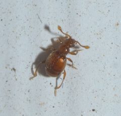 Eutrichites zonatus P1000530a by 
xpda. Used under a CC BY-SA 4.0 license.