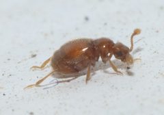 Eutrichites zonatus P1000531a by 
xpda. Used under a CC BY-SA 4.0 license.