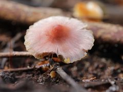Hygrophoraceae mushroom Ferndale park 2 pinks by Poyt448, Peter Woodard. Used under a CC BY-SA 4.0 license.