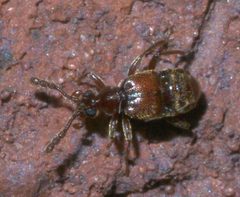 Hamotus opimus P1200554a by 
xpda. Used under a CC BY-SA 4.0 license.