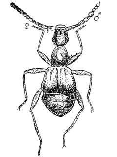 Ceophyllus monilis by Blatchley, W. S. (Willis Stanley), 1859-1940. Used under a Public domain license.